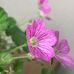 Daniela Widmer - Facebook