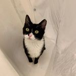 Danielle Wilmer - @catsylvania - Instagram