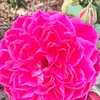 22Danielle Windham - @22danielle.windha - TikTok
