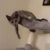 Gracie The Russian Blue Tortie - @daniellewindham6 - TikTok
