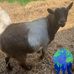 Danielle Wirth - Facebook