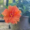 Danielle Price Woolv - @dwoolverton - TikTok