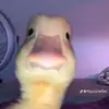 Danilo Henriquez - @danilo.henriquez44 - TikTok
