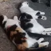 Danilo Medina - @danilo.medina56 - TikTok