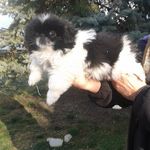 daniloradonjic - @prodaja_pekinezera - Instagram