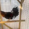 Danilo Velasquez - @danilovelasquez69 - TikTok