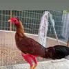 Danilo Zamora - @danilo.zamora0 - TikTok
