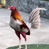 Danilo Zamora - @danilo.zamora36 - TikTok