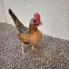 Danilo Zamora - @danilo.zamora48 - TikTok