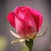 Danish - @danishhashmi3264 - TikTok