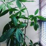 Dann Campbell - @filmplantjournal - Instagram