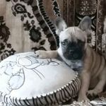 danna_fox - @danna.fox09 - Instagram