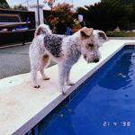 🇩​🇦​🇳​🇳​🇦 - @dannafoxterrier - Instagram