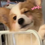 旺旺小分队 - @danninghuanghuang - Instagram