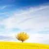 huangdaning - @huang.daning - TikTok