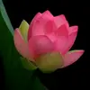 user5138710057151 - @danlingjiang - TikTok