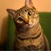 Danning Xu - Facebook