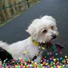 Danny Cautaerts - @dannycautaerts - TikTok