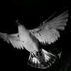 Danny Amore Mardoyan - @throughtheeyesof - TikTok