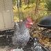 Danny Anzalone - Facebook