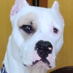 Danny - @dogoargentinodanny - Instagram
