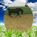 Danny Baum - Facebook