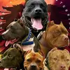 Dannybone - @mexamundopitbull - TikTok