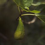 Danny Christensen - @theitalianfarm - Instagram