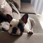 Danny & Dennys Louredo 🐶🐶 - @danny_e_dennys - Instagram