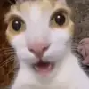 dannydillman - @galaxyfrog34 - TikTok