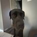 Daniel Distefano - Facebook