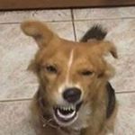 Danny Dockery - @eltoromealcombo - Instagram