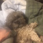 Danny Dodge - @otis.the.shihpoo - Instagram