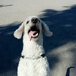 @danny.dog_ - Instagram
