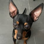 Danny🐾 - @_danny_dog - Instagram