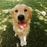 Danny - @danny___dog - Instagram