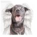 Danny Dog - Facebook