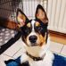 Danny Sheep Dog  - Facebook