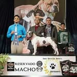 DannyDog SmokeDog - @smoke_dogs_danny_dogs - Instagram