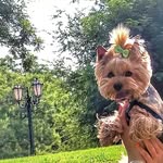 It's Danny🤙🏼 - @_danny_dog._ - Instagram