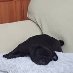 Jack Hudson - @danny_dog_lover6 - Instagram
