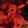 dannydowdy48 - @dannydowdy48 - TikTok