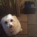 Danny Draper - @microcarmodelsaustralia - Instagram