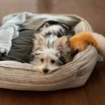 Danny Forest - @yogi_themorkie - Instagram