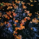 Danny Left Gallant - @leftgallant - Instagram