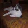 Danny Gamache - @danny.gamache6 - TikTok