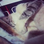Danny Goad - @v2chrealth - Instagram