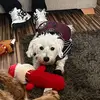 Danny gorman - @user7885680313203 - TikTok