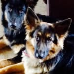 Danny Gorman - @gormanbregawn1 - Instagram
