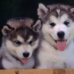 Danny Grow - @i_love_my_dog_so_much - Instagram